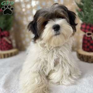 Carson, Biewer Terrier Puppy